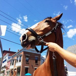 Rico, a one-ton Clydesdale, came to Pier 1 in Boothbay Harbor on July 31, drawing a huge crowd of admirers. SUZI THAYER/Boothbay Register