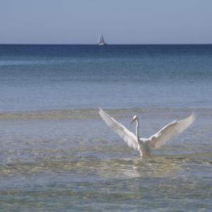 “Paradise Bird,” a 12 by 18-inch photo on canvas by Joe Orchulli II now on display with 25 other images at the Boothbay Harbor Memorial Library. Joe Orchulli II