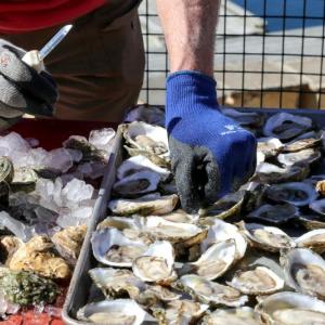 Stars of the Show: The mighty Pemaquid oyster, fresh from the Damariscotta River, is the star of the Pemaquid Oyster Festival. set for Sunday, Sept. 27 at Schooner Landing in Damariscotta. Over 20,000 oysters were shucked by hand for the 2014 Pemaquid Oyster Festival. Courtesy of Michael Austin Kane