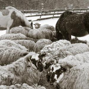 “The Gathering” is but one of Nina Fuller’s remarkable photographs in her upcoming exhibition at Sylvan Gallery in Wiscasset, “Celebrating the Year of the Sheep,” opening Aug. 27. Courtesy of Sylvan Gallery Nina Fuller “The Gathering”