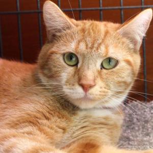 Beth is an adult female orange tiger available for adoption at Lincoln County Animal Shelter, who was recently awarded a Belvedere Animal Fund grant from the Maine Community Foundation. Beth was found on top of a transformer and had burned paws when she arrived at the shelter. She's fully healed now and waiting for her forever family. Courtesy photo