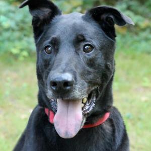 Hershey is looking for his forever home. Adult dogs as well as several puppies, kittens, cats and small animals will be available for adoption at Coastal Humane Society and Petco Topsham's Fall in Love adoption weekend on Oct. 3-4 in Topsham. For sneak peeks, visit facebook.com/CoastalHumaneSociety. Courtesy photo