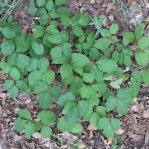 Poison ivy ... leaves of three, let them be! Poison Ivy