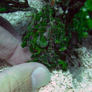 A sea slub. Courtesy of Doug Rasher