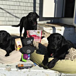 Shop mascots at Two Salty Dogs (from left: Auggie, Buddy and Max) with all the donations already made for their friends overseas. KATRINA CLARK/Boothbay Register
