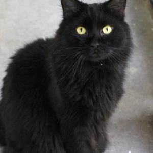 “Speedy” is a 9-year-old cat at Coastal Humane Society looking for a home. He doesn’t ask for much – just a comfy home in which he can relax. Senior dogs and cats are fee-waived at Coastal Humane Society and the Lincoln County Animal Shelter all month long in celebration of Senior Pet Month. Adult cats ages 1 – 7 are 50 percent off as well.