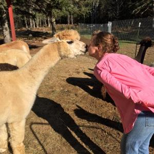 Anne Gobes sneaks a quick kiss with Juliana, one of her 17 alpacas at Cape Newagen Farm. SUZI THAYER/Boothbay Register