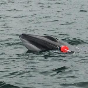 A minke whale was entangled in a lobster buoy line on Halloween near Squirrel Island. Boothbay Harbor Shipyard General Manager Eric Graves and Dan Williams of Dan’s Auto Repair Service in Boothbay were on their last cruise when they saved the whale. Graves spotted the whale struggling with the buoy and Williams was able to use his boat’s lobster hauler to free the whale. Photo courtesy of Josh and Lisa Navone