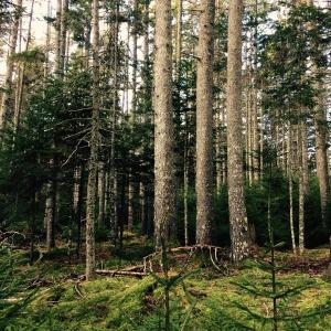 Soon four local non-profits will join together to become the newly-named Midcoast Conservancy. Ben Bulkeley/Boothbay Register