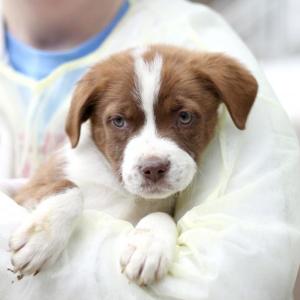 The shelter will be expecting litters of Shepherd mixes, terrier mixes, and other dogs that will be available for adoption on Dec. 19 and eligible for delivery on Christmas morning by Santa or one of his elves. (The above dog is a puppy from a spring rescue.) Previews of the rescued puppies will be posted on the shelter’s Facebook page at facebook.com/CoastalHumaneSociety on Wednesday, Dec. 16. Courtesy of Coastal Humane Society
