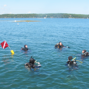 Divers in the water near Bigelow Laboratory. Courtesy of Darlene Crist