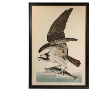J,J. Audobon’s Fish Hawk, Male, Falco Hallaetus