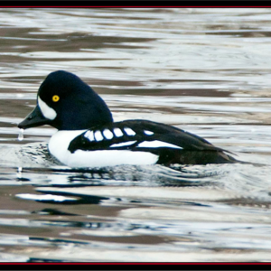 Barrow’s goldeneys, waterfowl, maine, Kirk Rogers, Jeff and Allison Wells, Boothbay Register