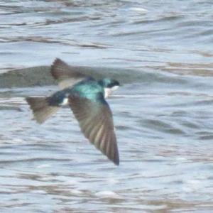 tree swallows, birds, birders, Maine, Boothbay Regiser