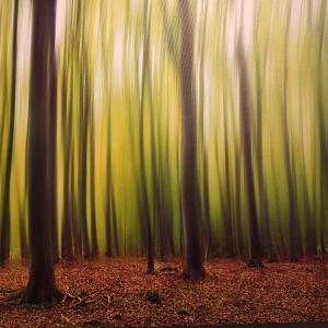 Eva McDermott, “Spirits of the Forest” 
