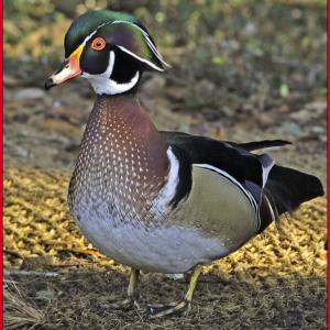 Wood duck, Kirk Rogers, Boothbay Register