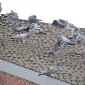 rock pigeon, Jeff Wells