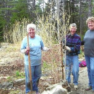 Come to The Garden Club of Wiscasset’s annual plant sale on Saturday, May 7 at the Wiscasset Municipal Building. Courtesy of Charlene Sassi