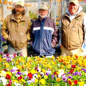 Tyler, Jerry and Jeremy Lupien display pansy flats at the Moose Crossing Garden Center in Waldoboro. ART MAYERS/Boothbay Register