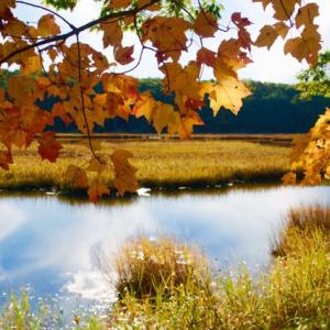 The Squam Creek Preserve, Westport Island. Courtesy of Kennebec Estuary Land Trust