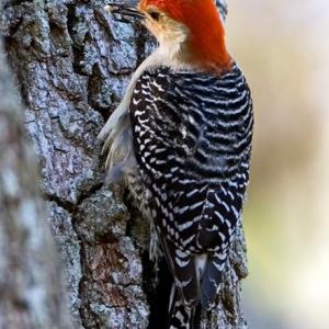 Red-bellied woodpeckers were once very rare in Maine but now are regularly seen in southern and coastal Maine. Courtesy of Kirk Rogers. Red-bellied Woodpecker on tree.
