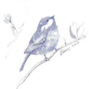 “Chicadee Sketch, Littlest Bird” by Kathi Nordone