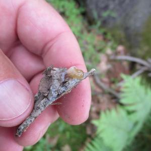 Finding hardened spruce gum isn’t an easy task. First you need to know how to identify spruce trees, which seem to grow best in boggy areas. PHIL DI VECE/Wiscasset Newspaper