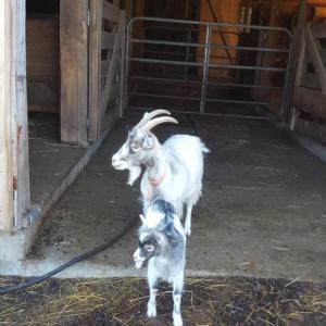 Beau Chemin Farm preserves Icelandic cashmere dairy goats, of which there are only about 700 left in Iceland, with a specialized breeding program. The tour coincides with the arrival of new kids. Courtesy photo