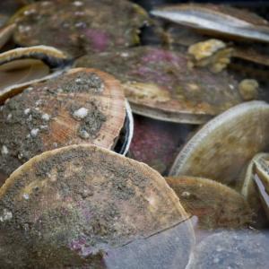 Scallops. Courtesy of Alice Anderson