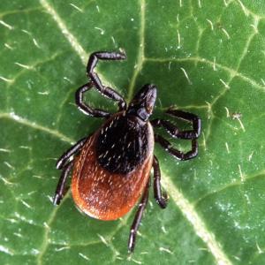 Deer ticks, or blacklegged ticks transmit several serious diseases, including Lyme disease, anaplasmosis, babesiosis and Powassan disease. Pictured is an adult female, which is roughly the size of a sesame seed. In the spring, nymph deer ticks are roughly the size of a poppy seed. For more information: http://www.cdc.gov/ticks/. Courtesy photo