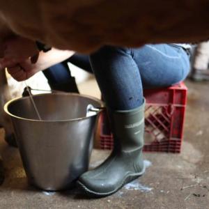 Megan Phillips of Chewonki Farm demonstrates milking at Common Ground Fair. GINA HAMILTON/Wiscasset Newspaper