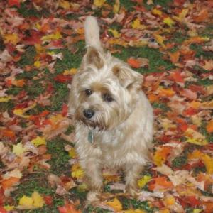 This little gal has her license. MORGAN CALLAN ROGERS/Boothbay Register.