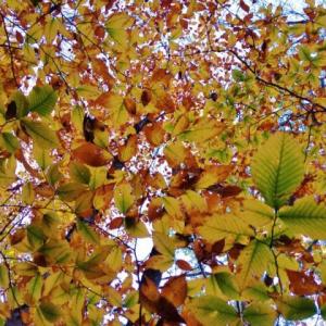 Layers of leaves changing color ... Ryan Leighton/Boothbay Register photo Ryan Leighton/Boothbay Register