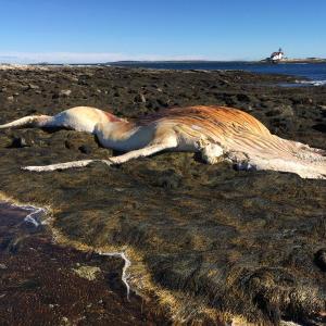 The whale on Cape Island. Courtesy of Helen Meserve