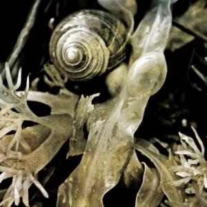 “LaVerna Sea Shell” photograph by Judy Bernier is one example of the eclectic works on display at the Kefauver Studio & Gallery. Courtesy of Amy Kefauver Judy Bernier