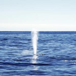 Thar she blows! The first sighting of a fin whale spout created a lot of excitement during a whale watch on Oct. 5. Courtesy of Gwyn Williams