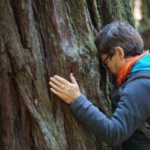 Boothbay Region Land Trust will host Shinrin Yoku Forest Walks on Nov. 7, 14, and 21 at 10 a.m. Courtesy photo
