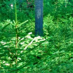Baby trees carpet the forest floor under giant pines in Porter Preserve. MORGAN CALLAN ROGERS/Boothbay Register MORGAN CALLAN ROGERS/Boothbay Register