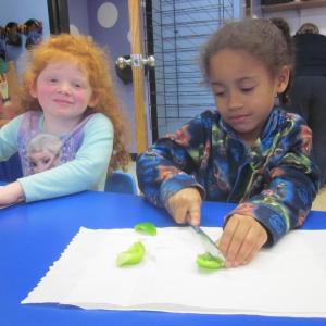 Beatrice and Xaviera, from Mrs. Spaulding’s Kindergarten class, are busy cutting up veggies for the feast! Courtesy of Lucy Ann Spaulding