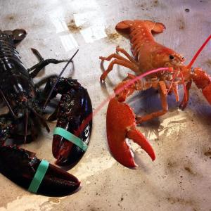 A “normal” lobster, and Pumpkin, a rare one in 10 million orange lobster caught by Tyler Hodgdon off Powderhorn Island. SUZI THAYER/Boothbay Register