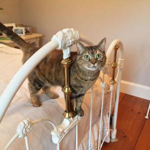 TinkerBelle is one spoiled cat. SUZI THAYER/Boothbay Register
