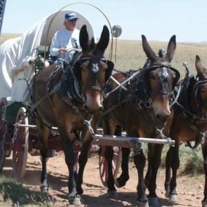 Nick Buck, driving the covered wagon he and brother Rinker used on the Oregon Trail. Mules are, from left to right, skittish Becky, steady Jake, and prom queen Bute. Courtesy of Nick Buck