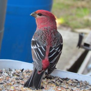 pine grosbeak, spruce, Maine, bird, birds