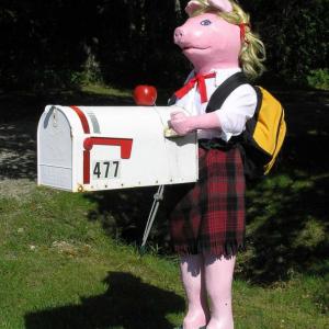 Miss Piggy, a former calendar girl, one September reminding residents of the Boothbay peninsula that school is about to start. Those short plaid school girl skirts are never out of style, no?