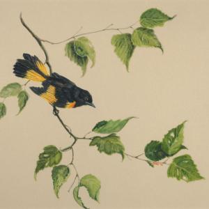 Julie Babb “American Redstart”