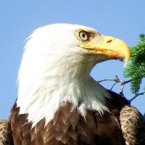 Bald eagle, Susan Craig