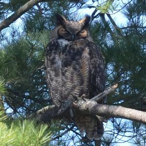 Great Horned owl. Courtesy of Callie Wronker