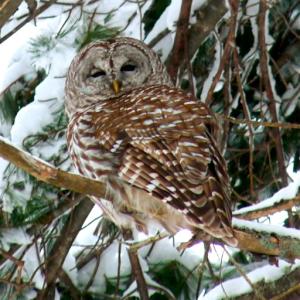Barred owl. Courtesy of Shalagh Delphyne