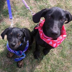 Mini Cooper and Daisy, two of the hundreds of dogs Renee Coombs and Underhound Railroad have saved. Courtesy of Renee Coombs