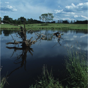 A farm pond. Courtesy photo